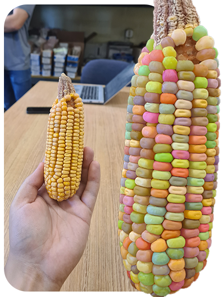 Corn
